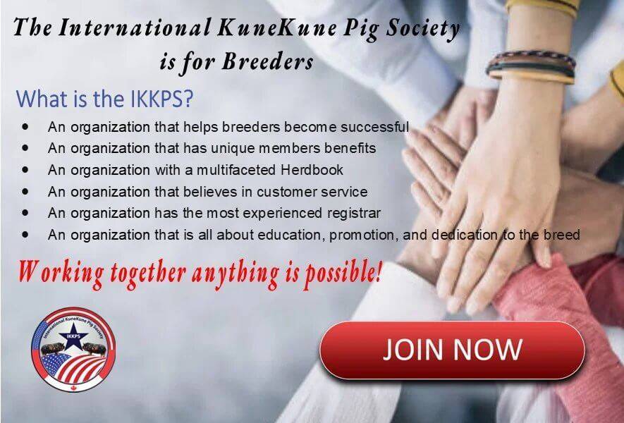 Join the International KuneKune PIg Society