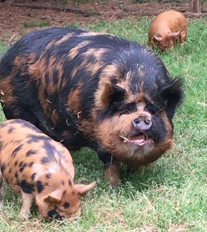 About IKKPS - KuneKune Registry