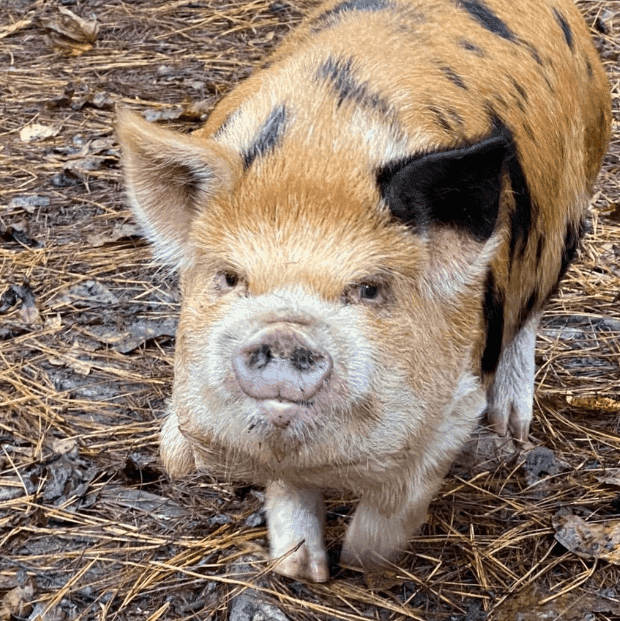 Featured KuneKune Breeder - International KuneKune Pig Society