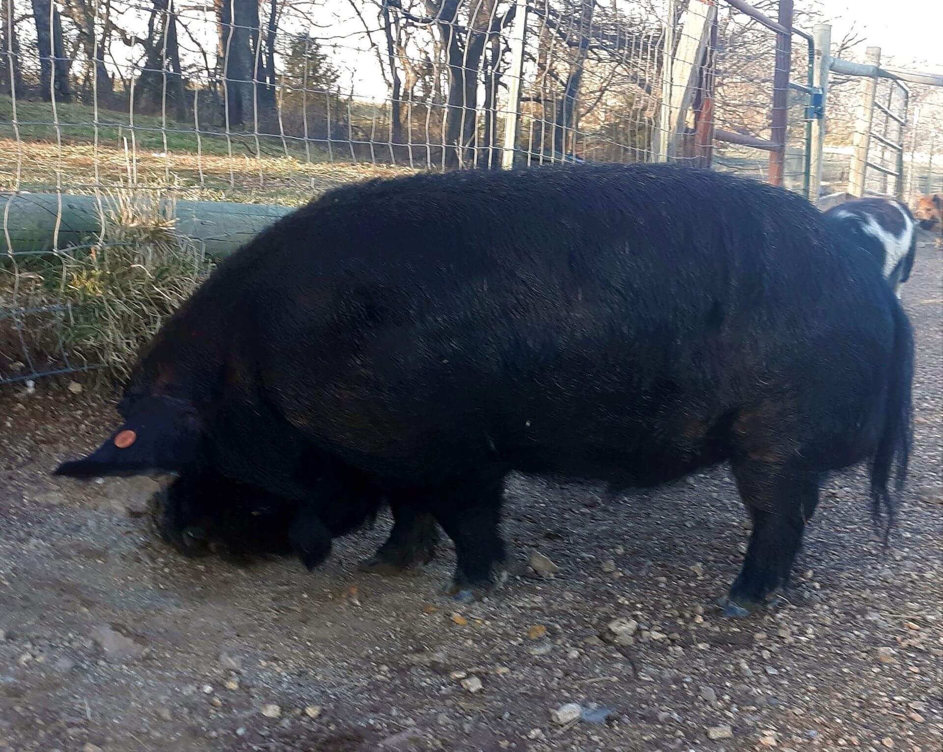 KuneKune pig colors