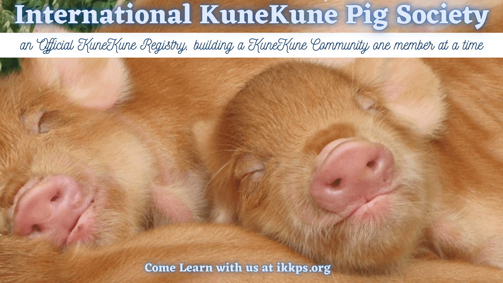 KuneKune Events - International KuneKune Pig Society