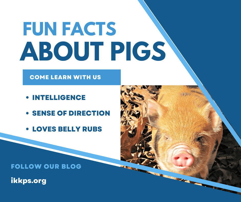 Fun Facts about pigs