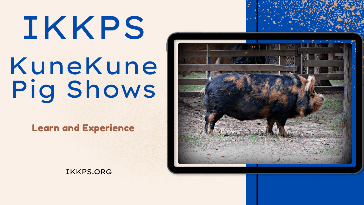 KuneKune Pig Shows - International KuneKune Pig Society