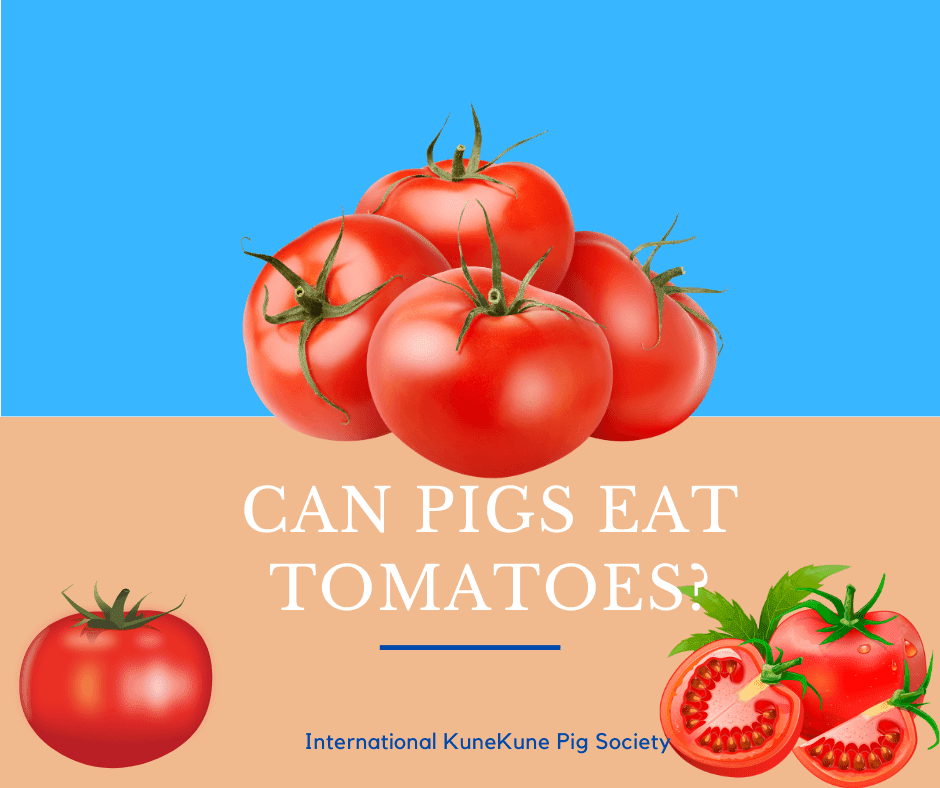 Can pigs eat tomatoes?