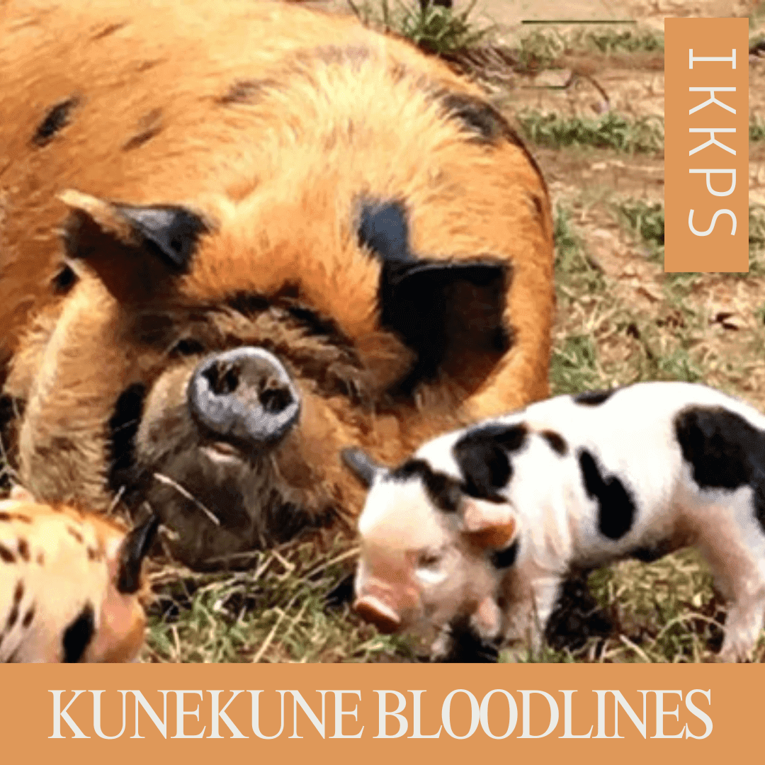 KuneKune Bloodlines - International KuneKune Pig Society