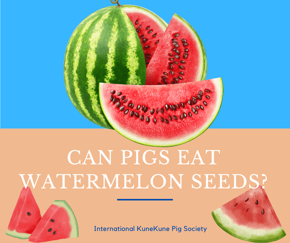 Can pigs eat watermelon seeds?