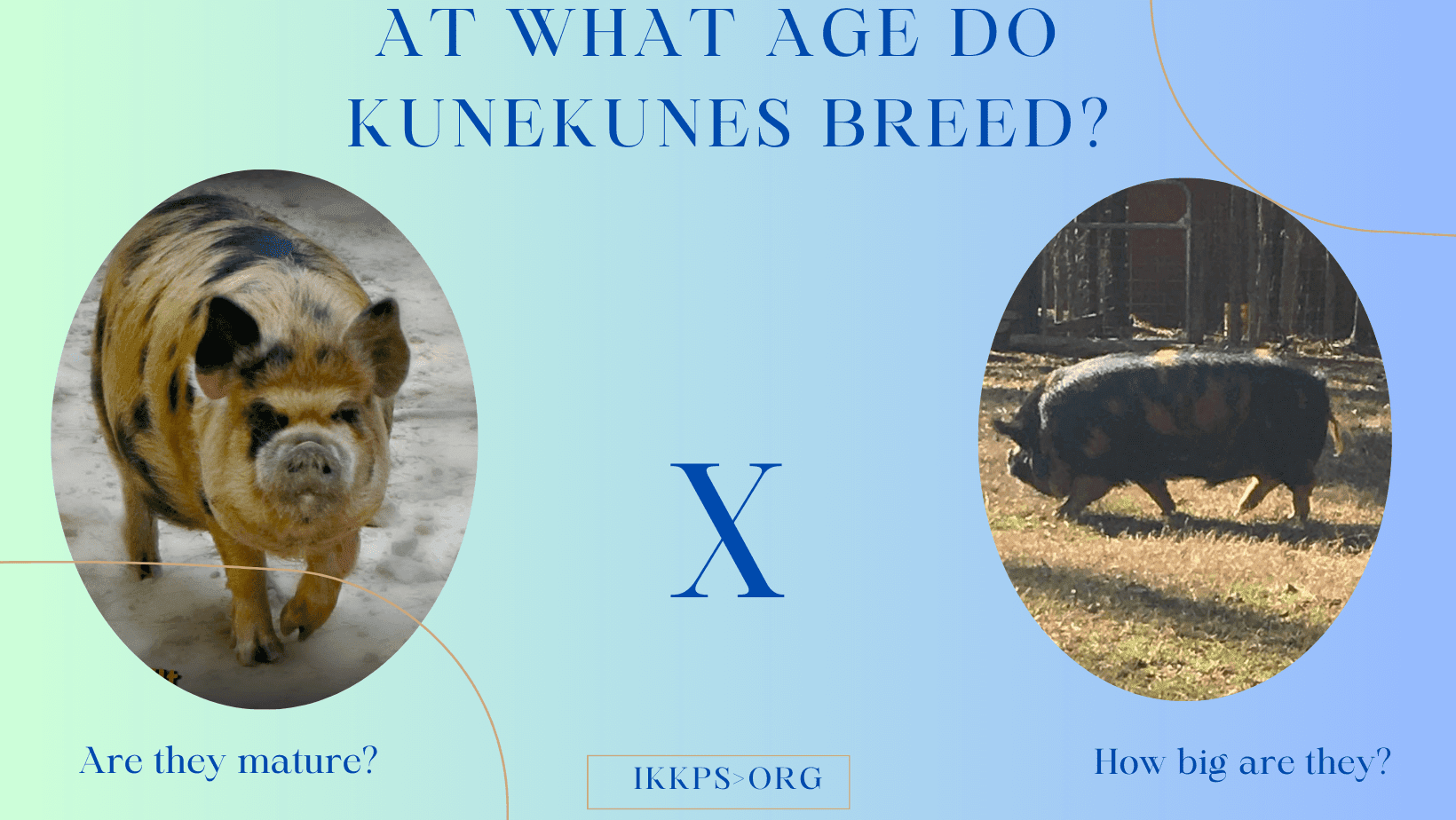 What age do KuneKune pigs breed? Learn about Breeding KuneKunes
