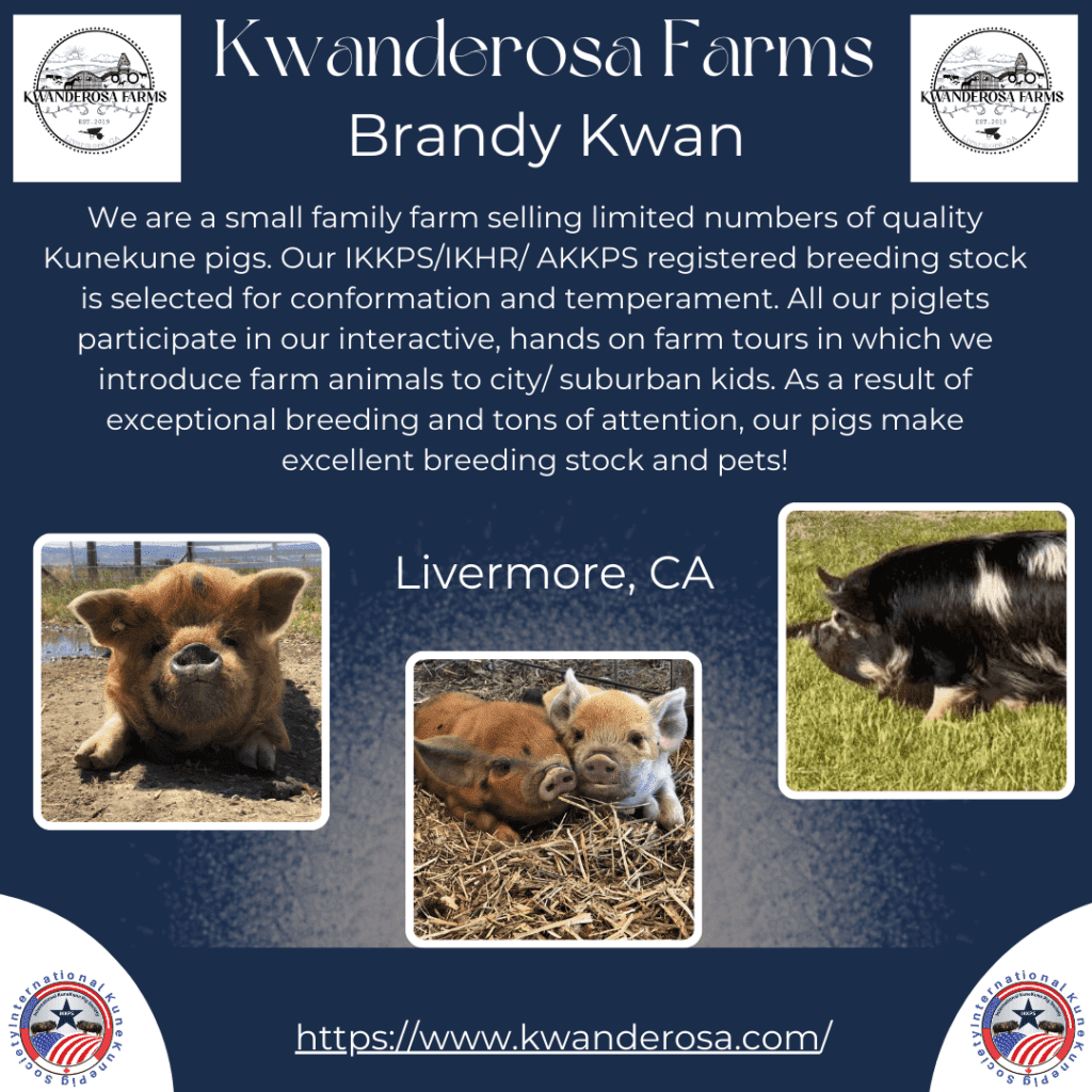 Kwanderosa Farms, showing and raising KuneKunes in California
