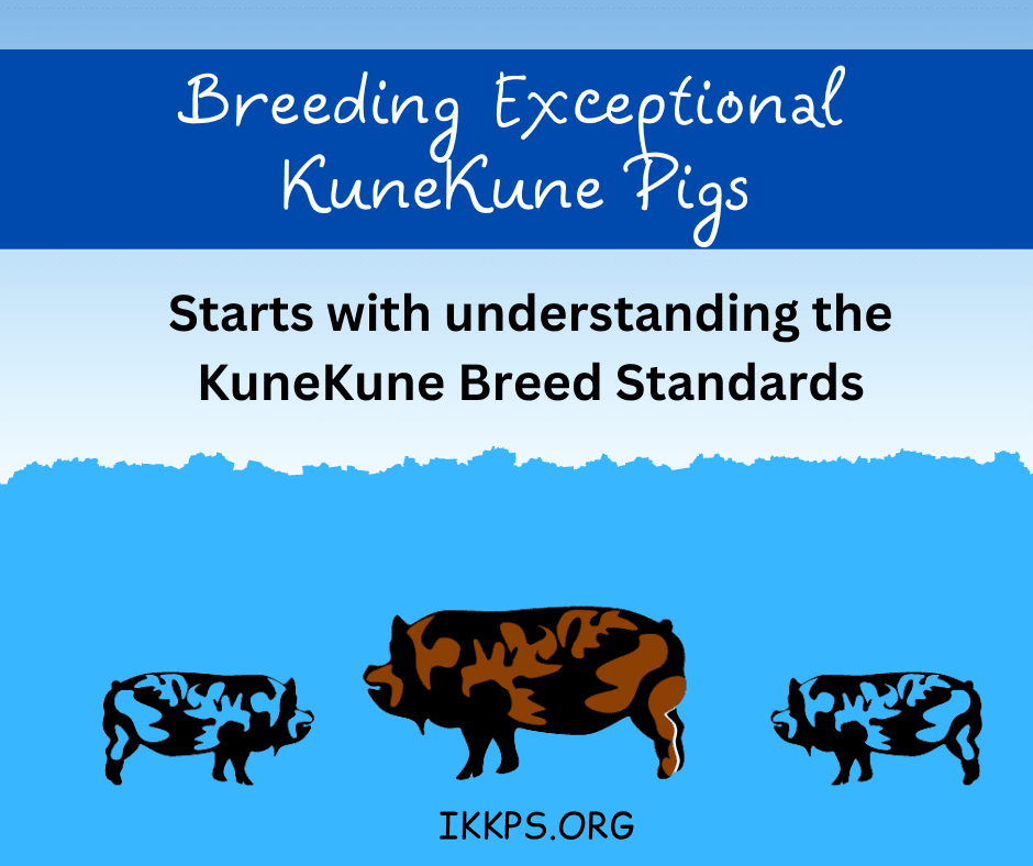 KuneKune Pig Breed Standards explained