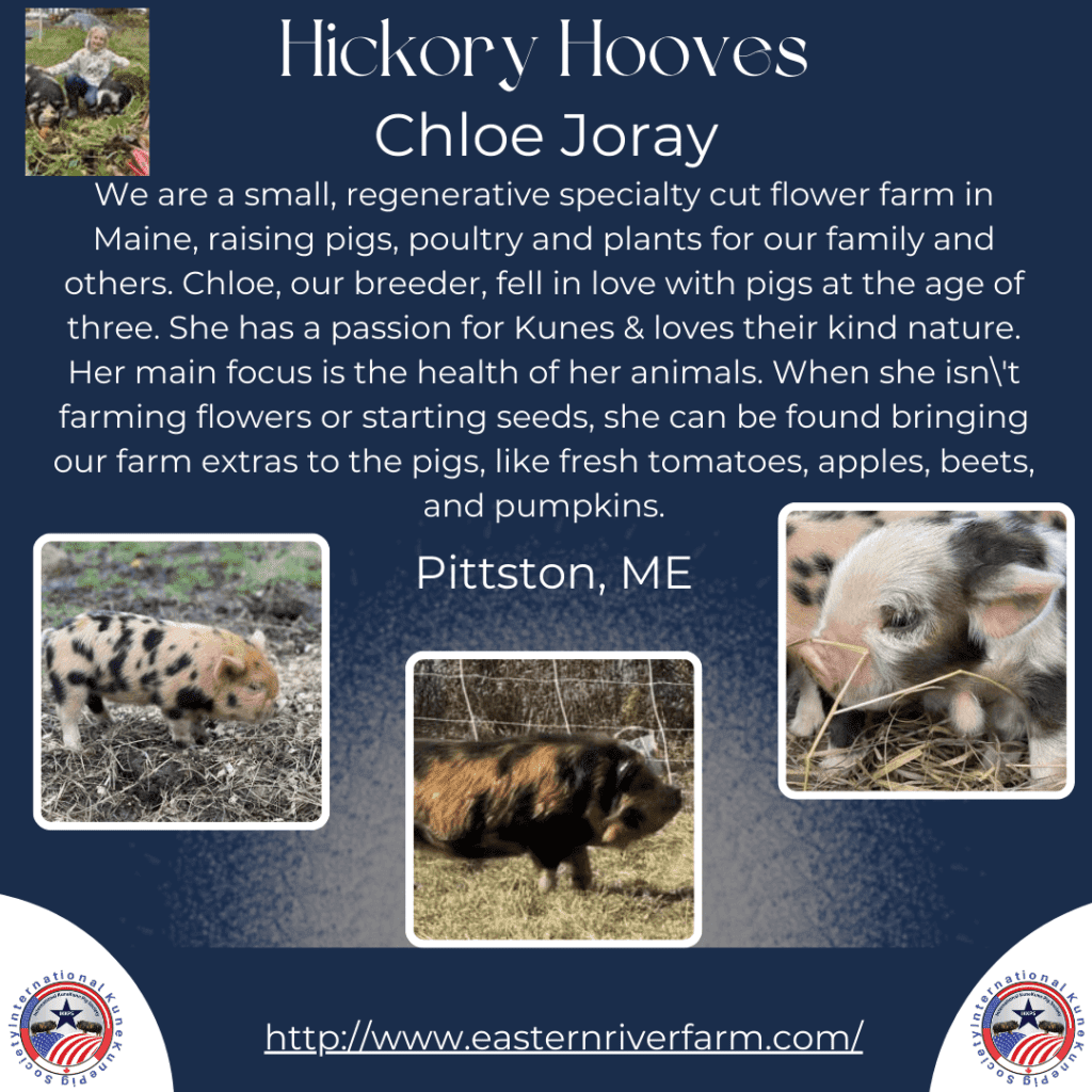 Hickory Hooves KuneKune Farm