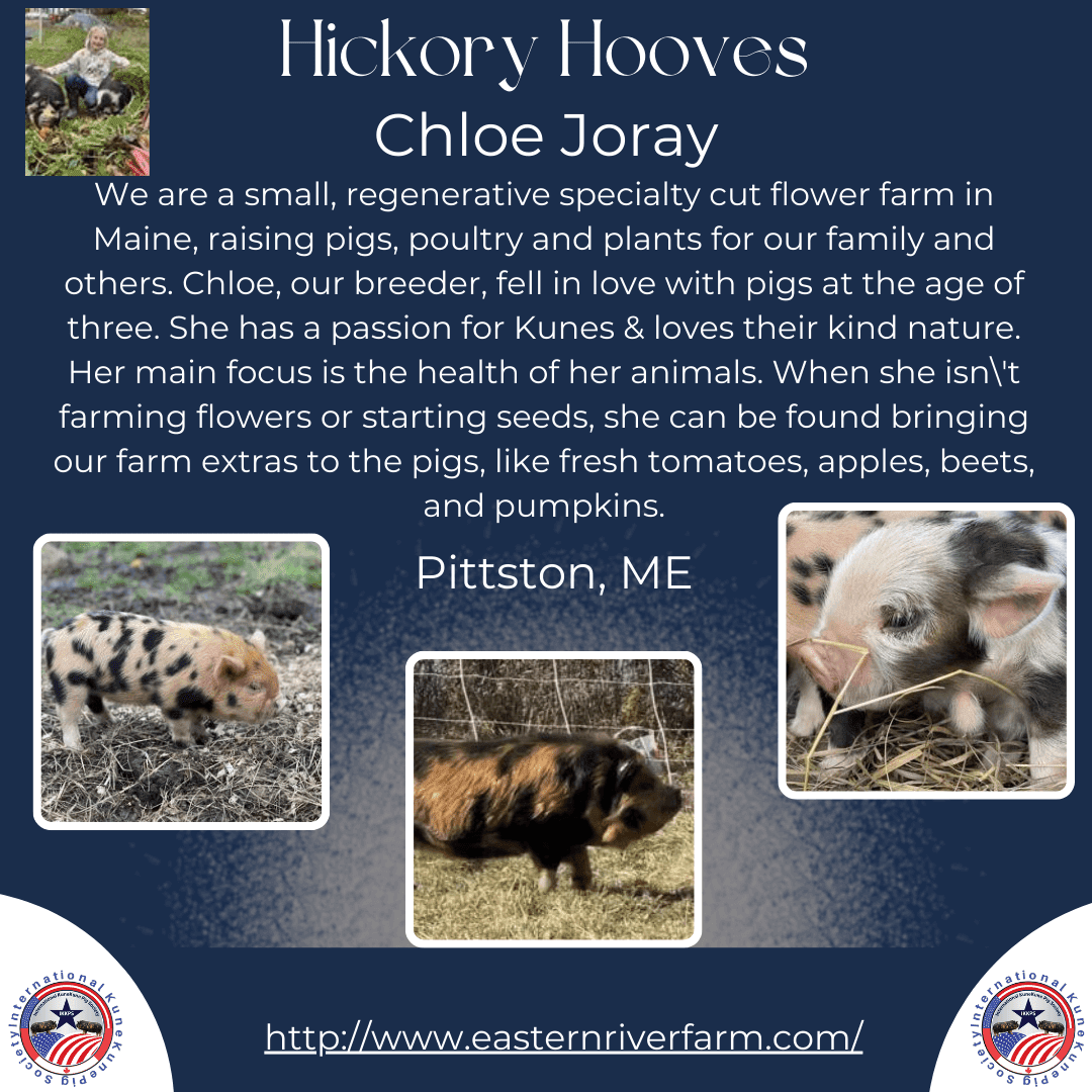 Hickory Hooves KuneKune Farm