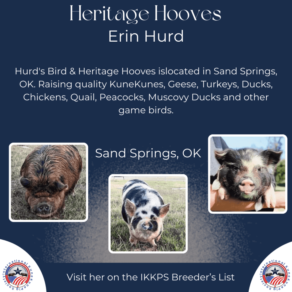 Heritage Hooves, Erin Hurd of Hurd's Birds is a KuneKune Breeder located in Oklahoma