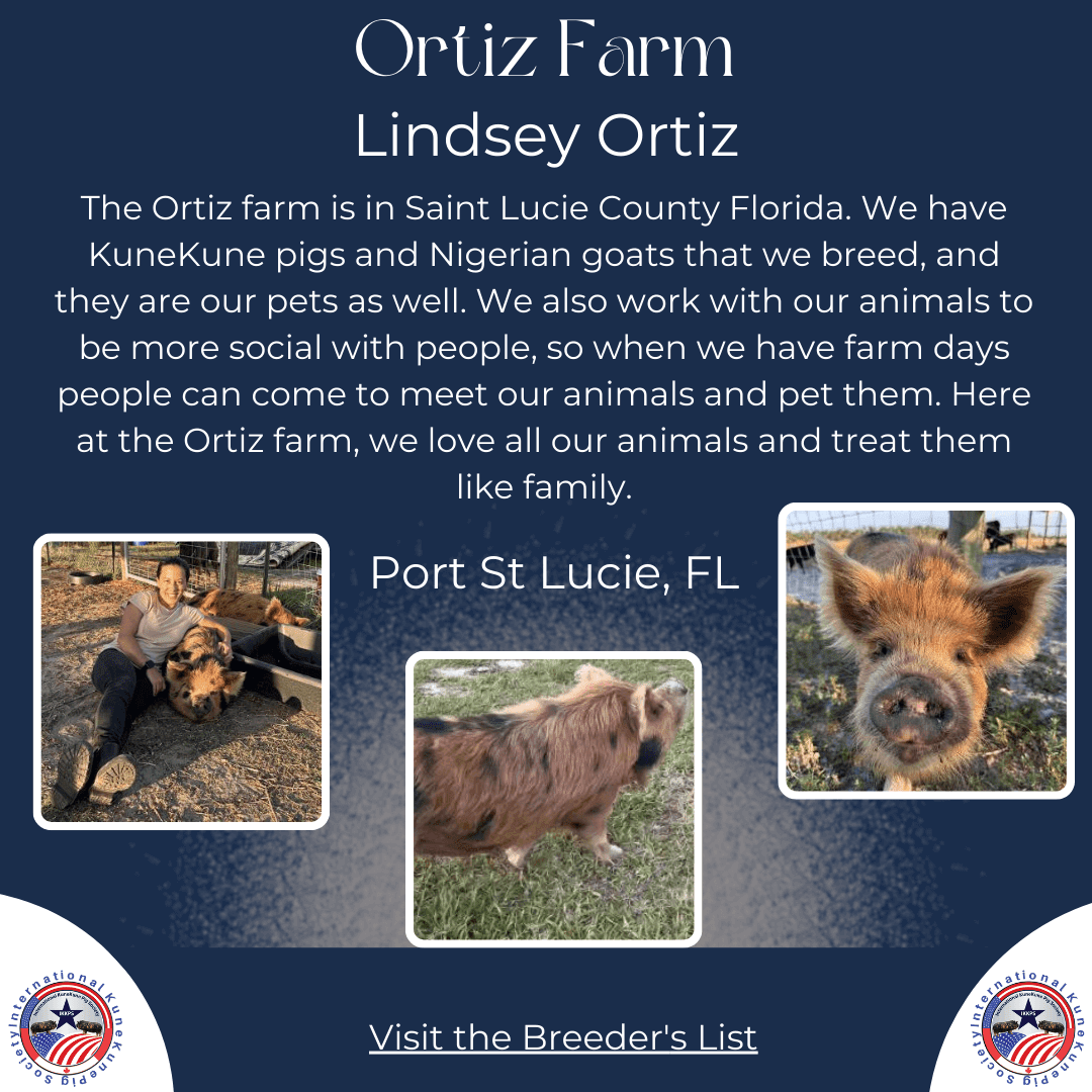 KuneKune Farm located in Florida