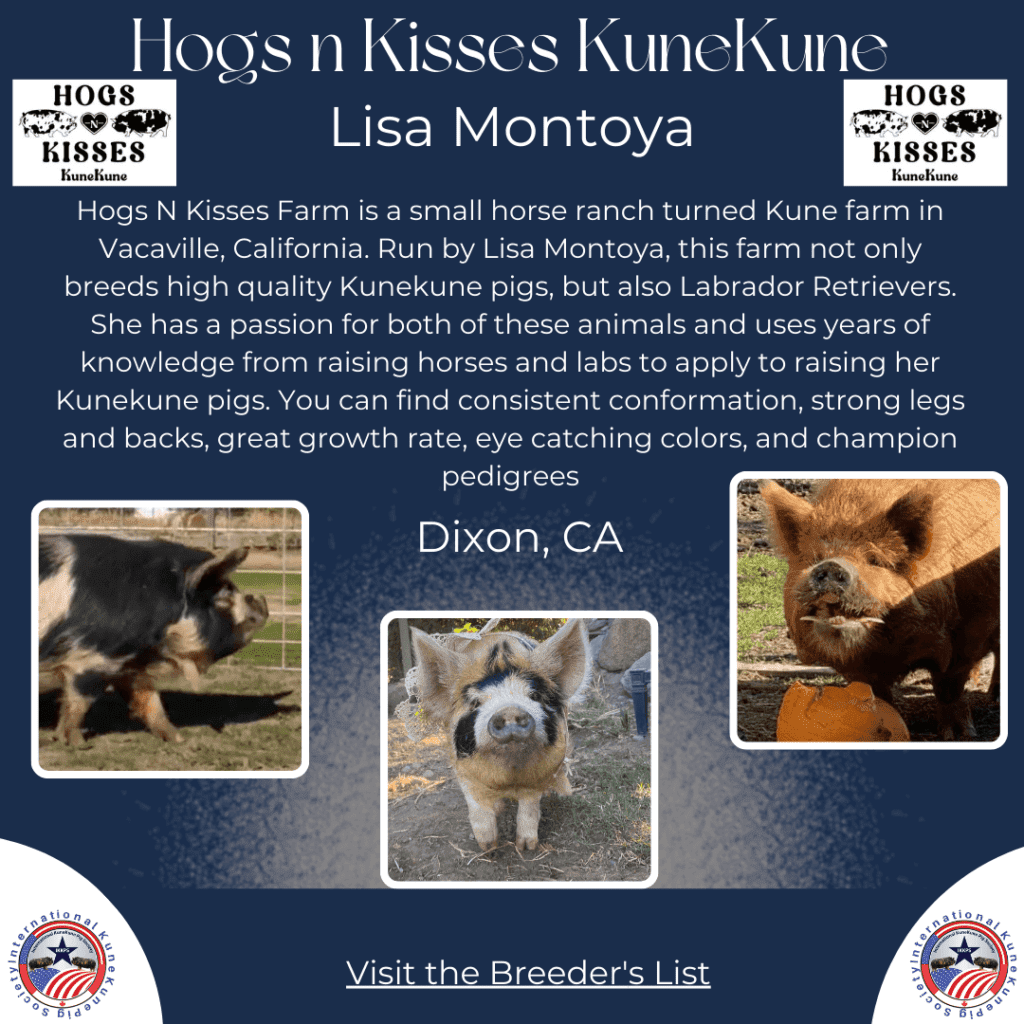 Hogs n Kisses KuneKune Farm - KuneKune Breeder located in California