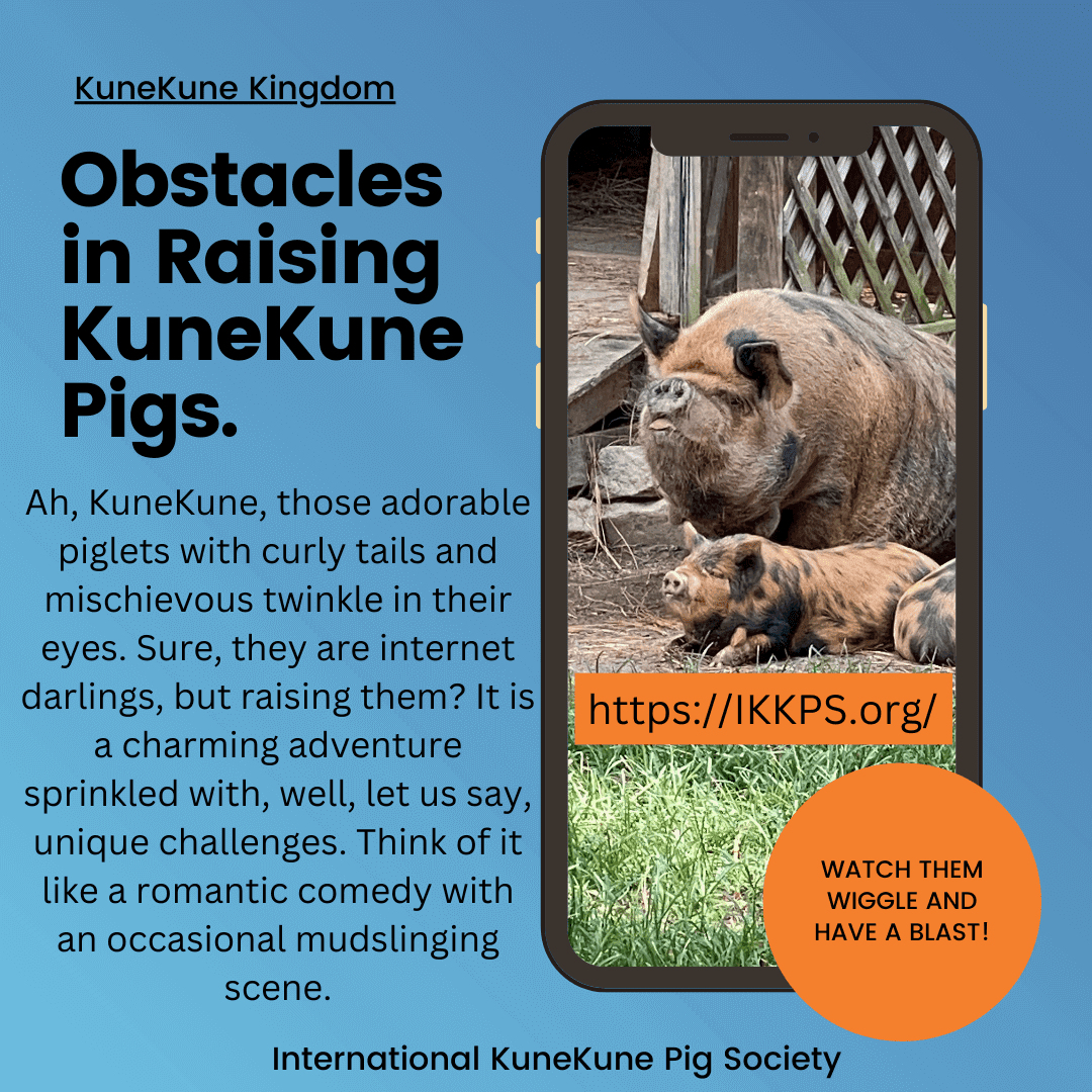Challenges in Raising KuneKune pigs