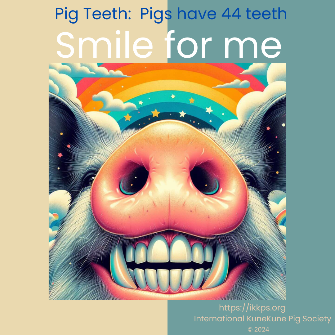 Let's talk about pig teeth in order to better understand tusks.