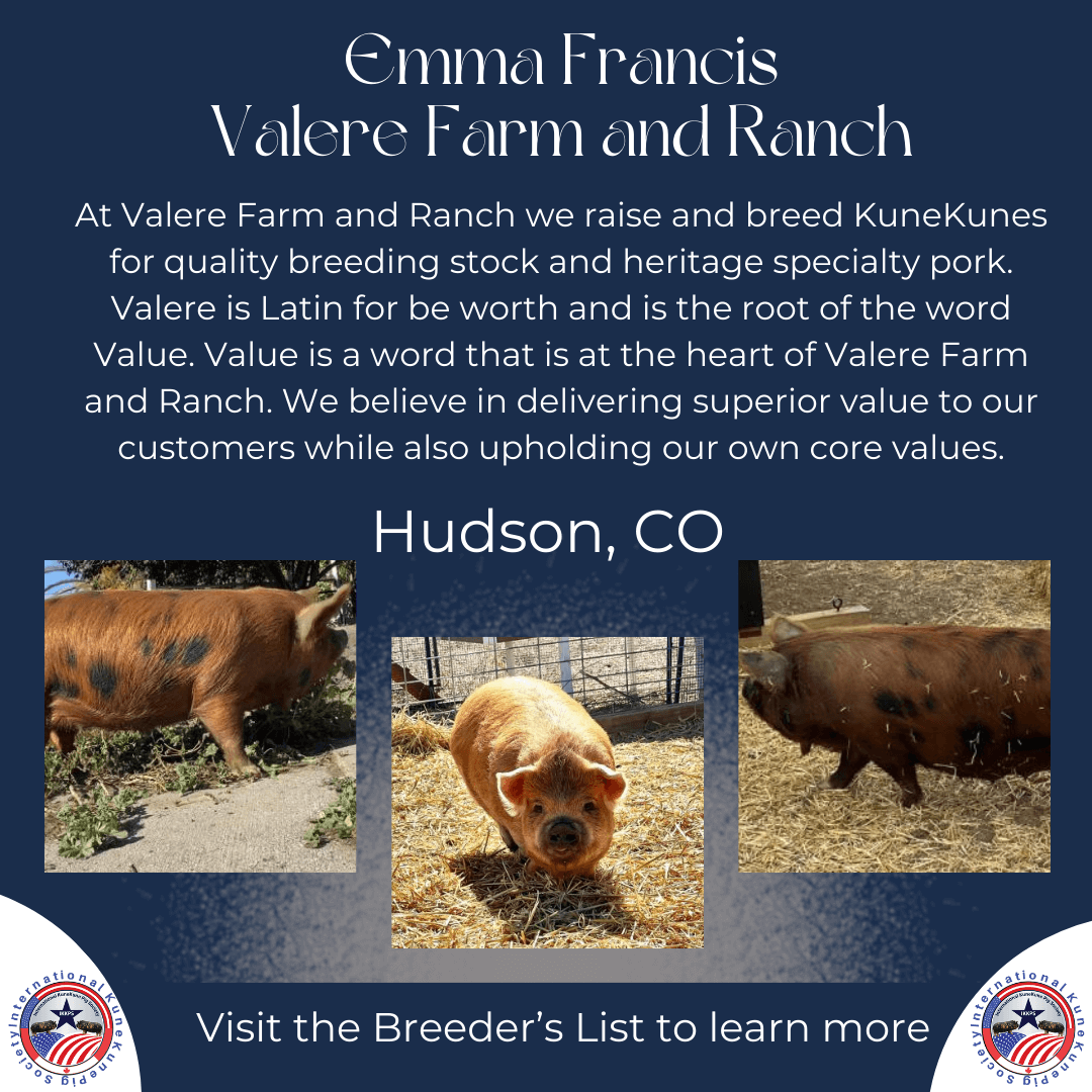 KuneKune Breeder in Colorado