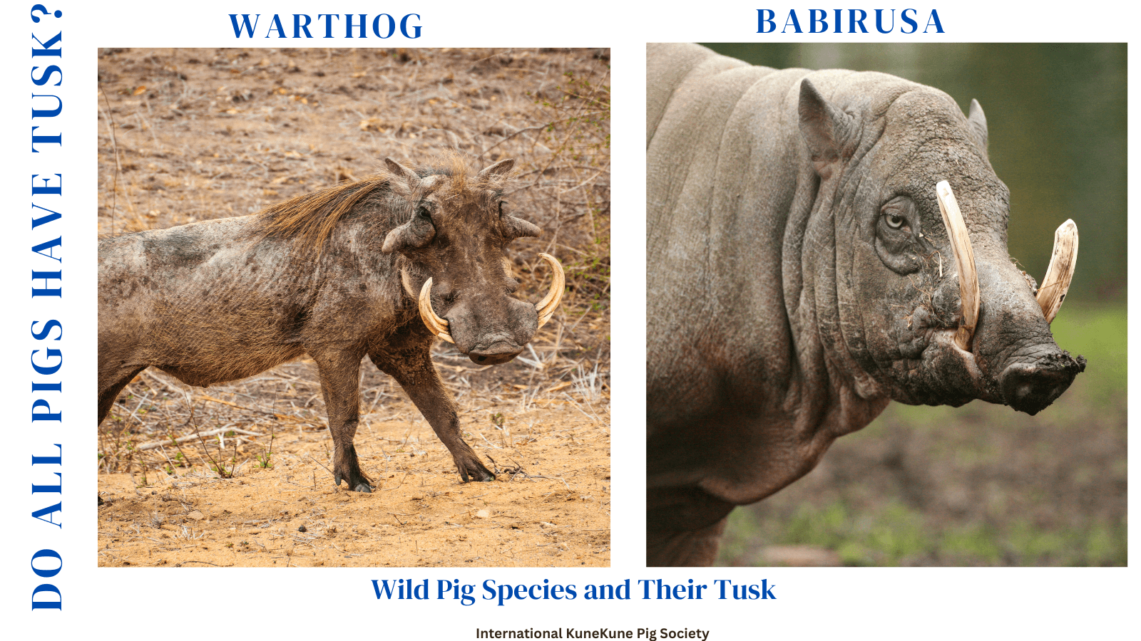Tusk on wild species of pigs like Warthog and Babirusa