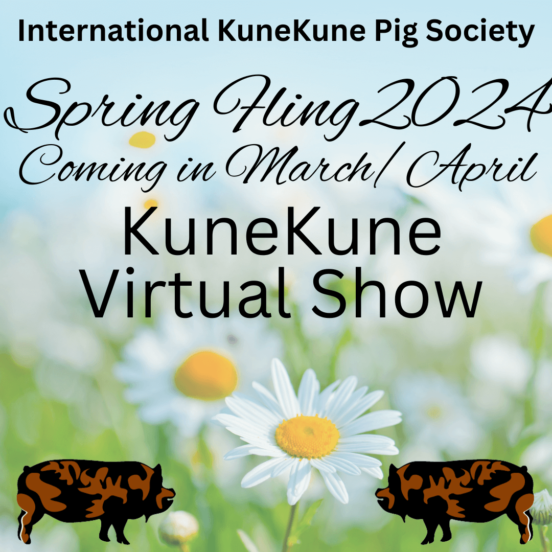 KuneKune Pig Show coming in March/April