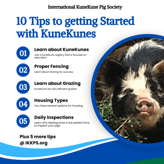 10 tips for starting with KuneKune pigs