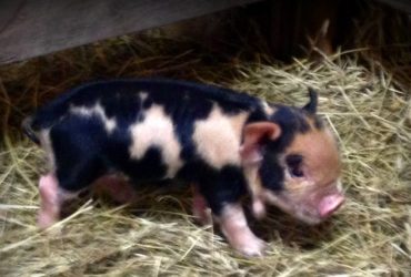 KuneKune Pig Colors and Breed Standards