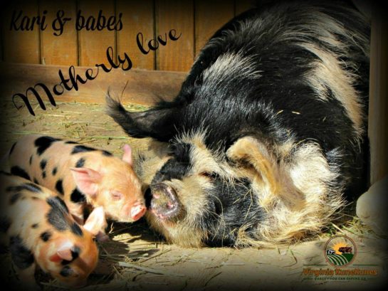 Breeding and Farrowing KuneKune Pigs