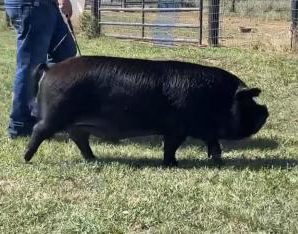 KuneKune boar for sale in CA