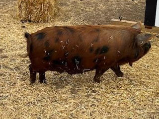 Valere Farm and Ranch located in Hudson, CO is a KuneKune Breeder