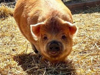 Valere Farm and Ranch located in Hudson, CO is a KuneKune Breeder