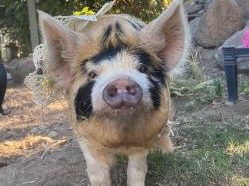 Hogs n Kisses KuneKune, Lisa Montoya