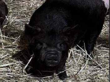 Edler Acres raises KuneKune pigs in New York
