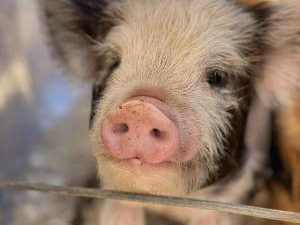 piglets for sale in Maine