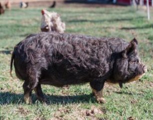 KuneKune boar for sale in KY