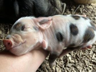 KuneKune piglets in KY