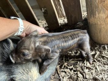 KuneKune piglets in KY