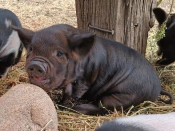 Flying Pig Fields, Jessica Brannam