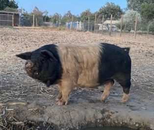 Hogs n Kisses KuneKune, Lisa Montoya