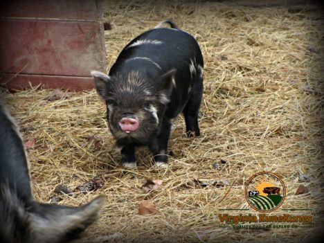 How many piglets does a KuneKune pig have?