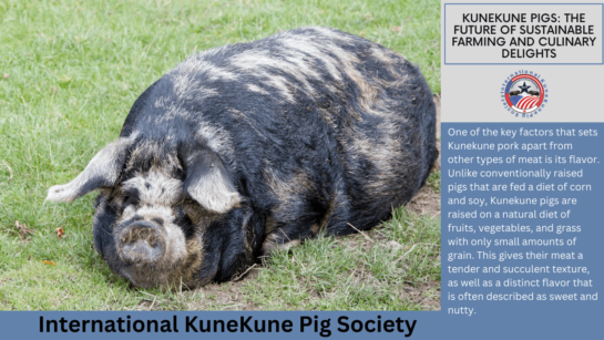 Another benefit of choosing Kunekune pork is that these pigs are raised using sustainable farming practices that have a minimal impact on the environment.