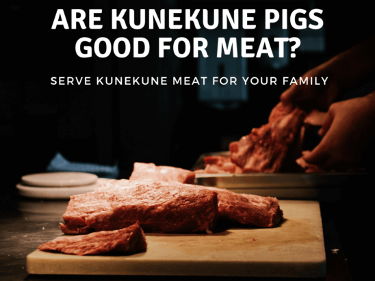 Are KuneKune pigs good for meat?