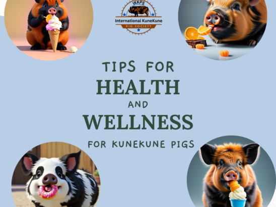 Health and Wellness Tips for KuneKune Pigs