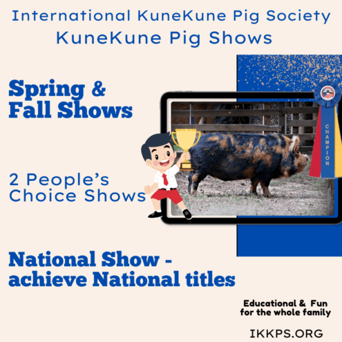 KuneKune Pig show, Showing KuneKunes