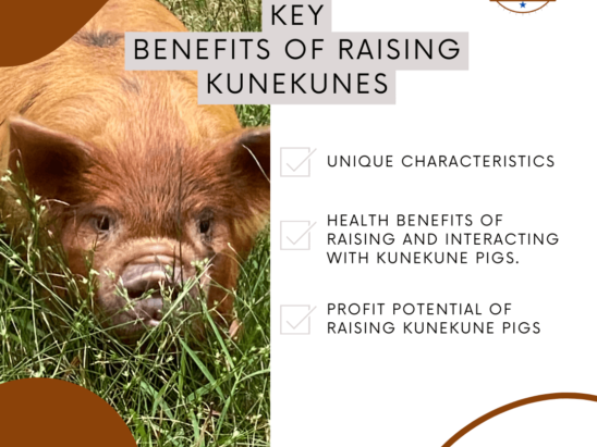 Key Benefits of Raising KuneKunes