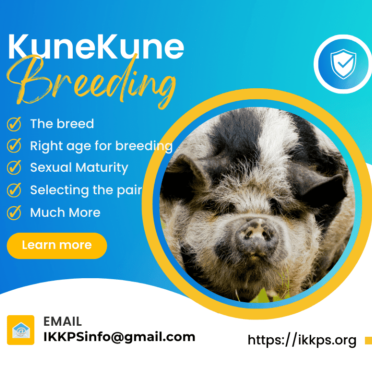 Breeding KuneKune pigs