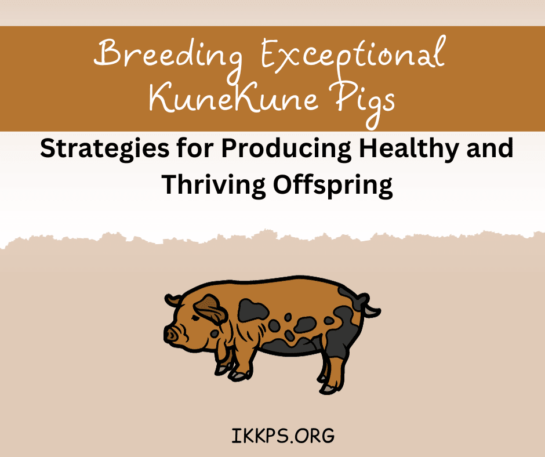 Breeding KuneKune Pigs