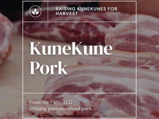 Raising KuneKunes for harvest