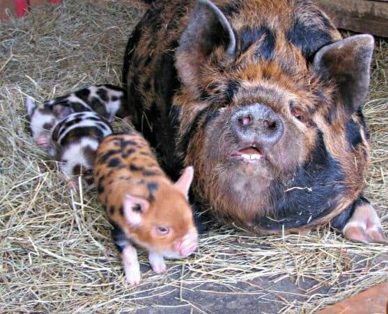 KuneKune Registry - International KuneKune Pig Society - IKKPS