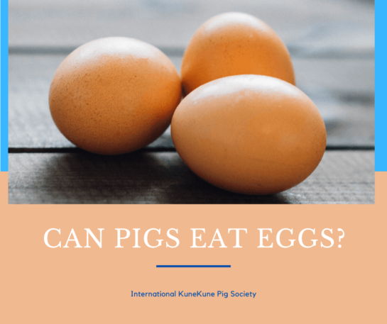 Can Pigs eat eggs?