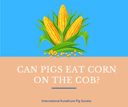 Can pigs eat corn on the cob?
