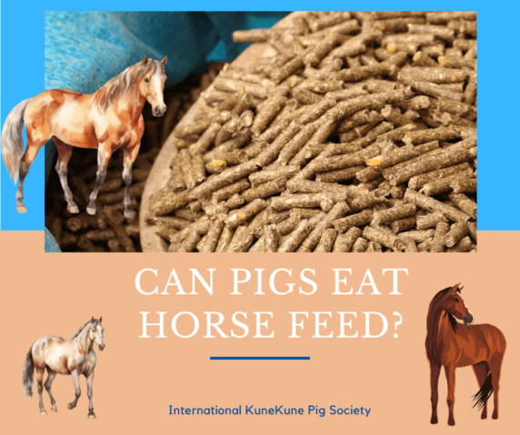 Can pigs eat horse feed?